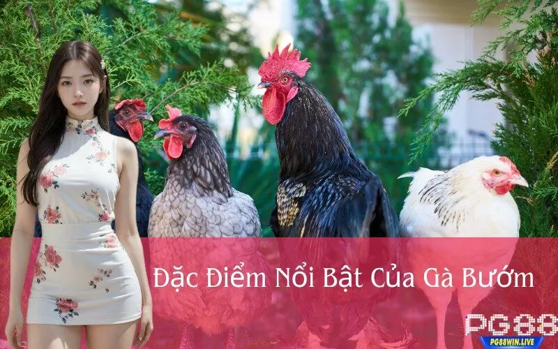 Đặc Điểm Nổi Bật Của Gà Bướm