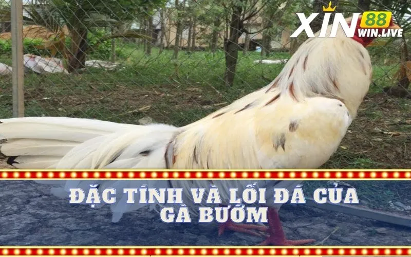 Đặc tính và lối đá của Gà Bướm