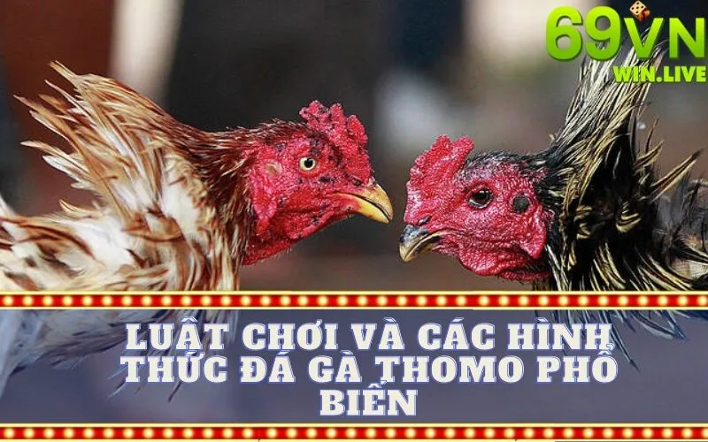 Luật Chơi và Các Hình Thức Đá Gà Thomo Phổ Biến
