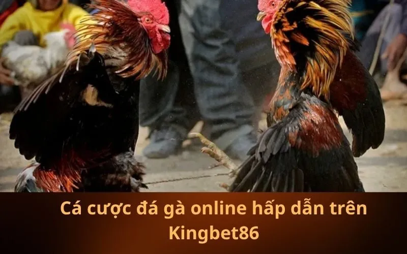 Cá cược đá gà online hấp dẫn trên Kingbet86