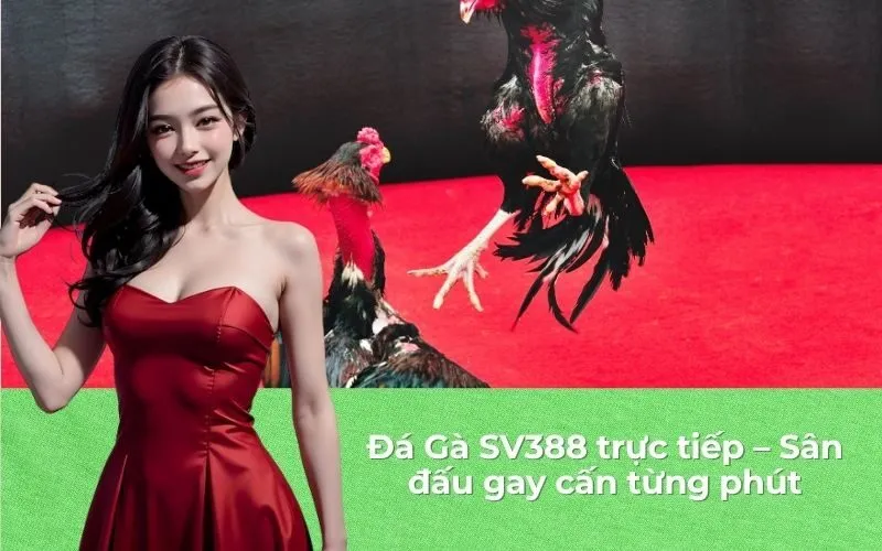 Đá Gà SV388 trực tiếp – Sân đấu gay cấn từng phút