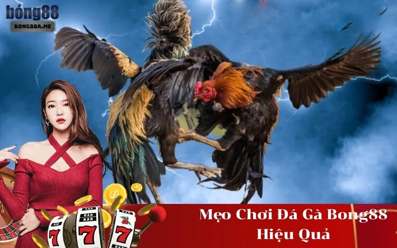 Mẹo Chơi Đá Gà Bong88 Hiệu Quả